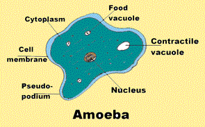 protista amoeba