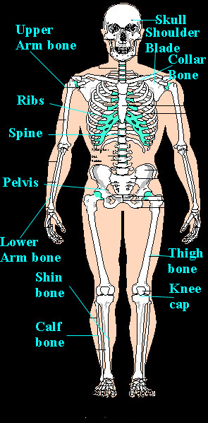 Skeleton